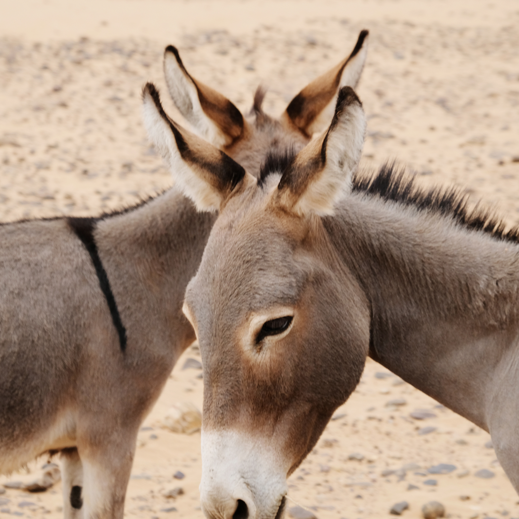 Elsbeth Neyens Mhamid Desert Ezels.jpg