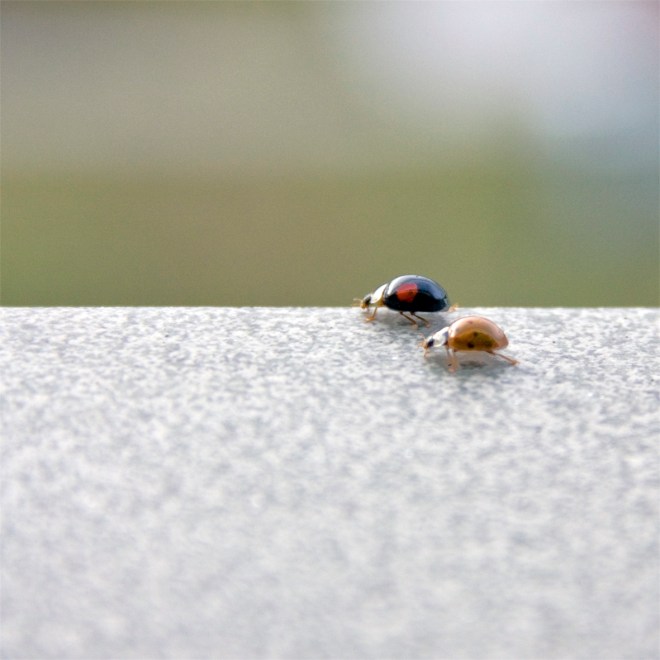 Lieveheersbeestjes_L