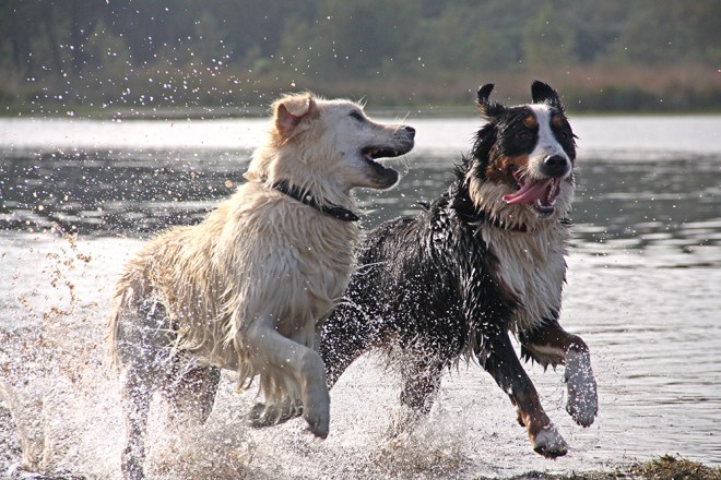 Elsbeth_Neyens_dieren
