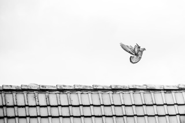 elsbethfotografie Elsbeth Neyens vogelen fotografie .jpg