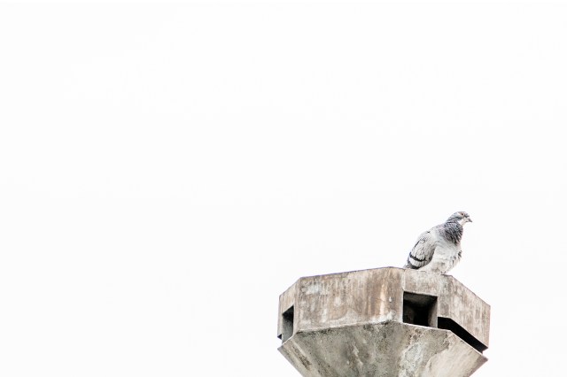 elsbethfotografie grijze duif.