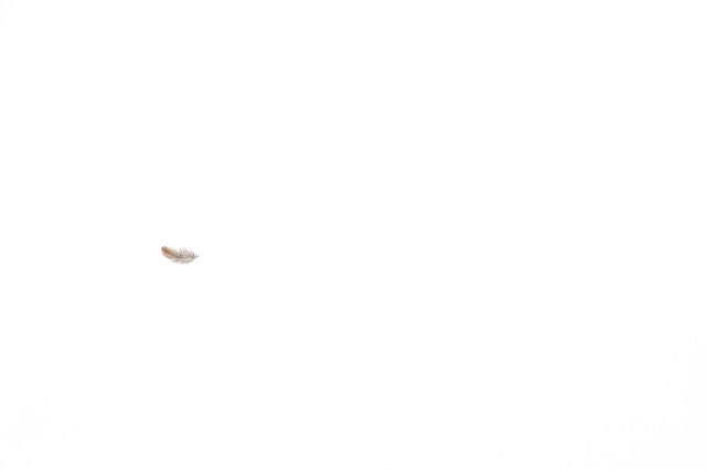 elsbethfotografie.com Elsbeth Neyens pluim.